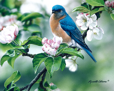 Apple Blossoms