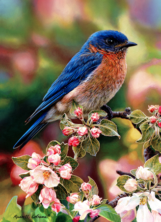 Blossoms and Buds