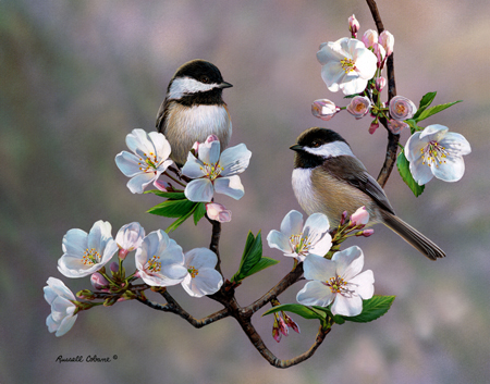 Cherry Blossom Chickadee cps246