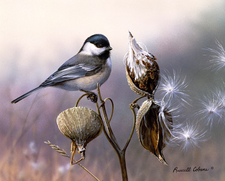 Chickadee and Milkweed cps249