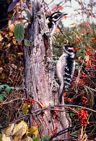 Downy Woodpeckers cps196