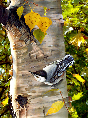 Fall Nuthatch cps240