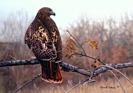 fall redtail cps252