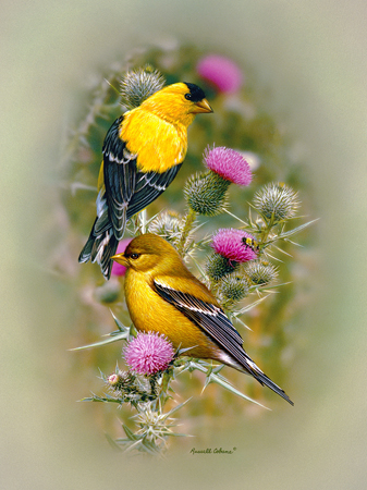 Goldfinch & Thistle cps190