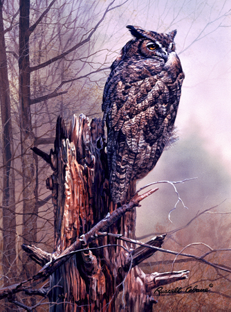 Great Horned Owl cps197