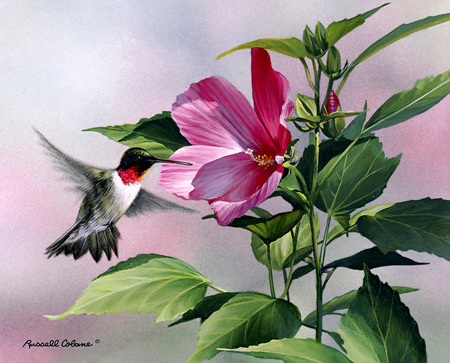 Hibiscus Hummingbird cps146