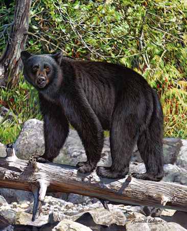 Black Bear cps226