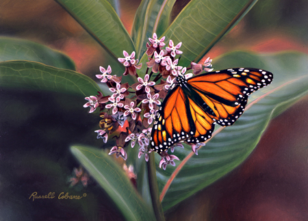 Butterfly and Milkweed cps259