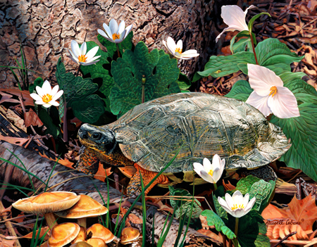 Forest Wood Turtle cps235