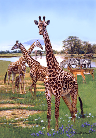 African Giraffe