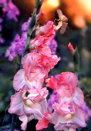 Gladiolus