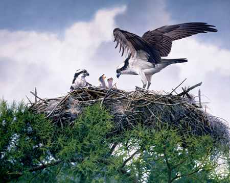 Nestlings cps170