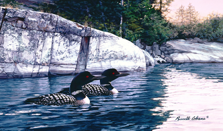 Rocky Shore Loon cps215