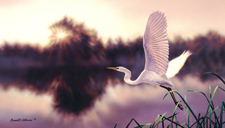 Snowy Egret cps216