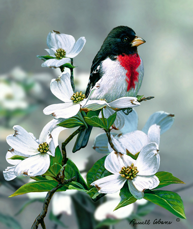 Springtime Grosbeak cps242