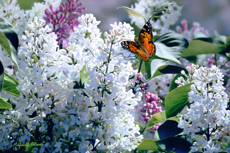 Lilac & Painted Lady cps209