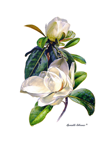 Magnolia (White background) cps189