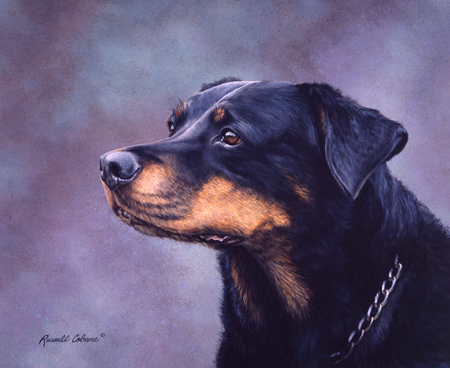 Rottweiler cps310