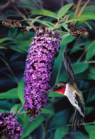 Sweet Butterfly Bush