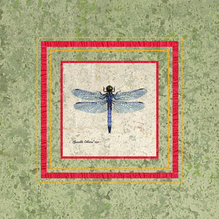 Swift Long Winged Skimmer