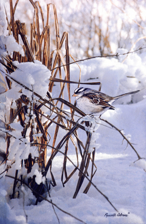 White Crown Sparrow cps211