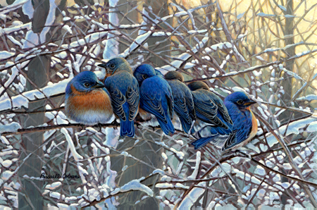 Winter Bluebirds cps244