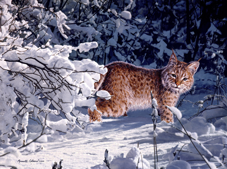 Winter Bobcat