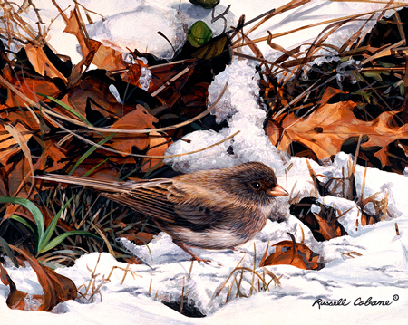 Winter Junco