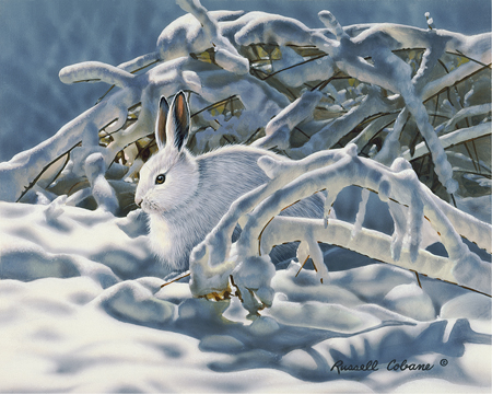 Winter Rabbit cps183