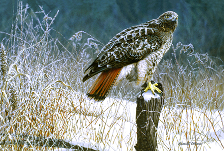 Winter Redtail cps233