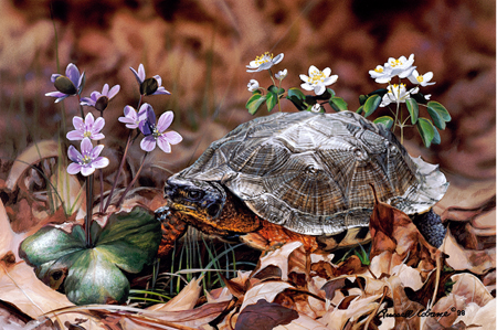 Wood Turtle cps129