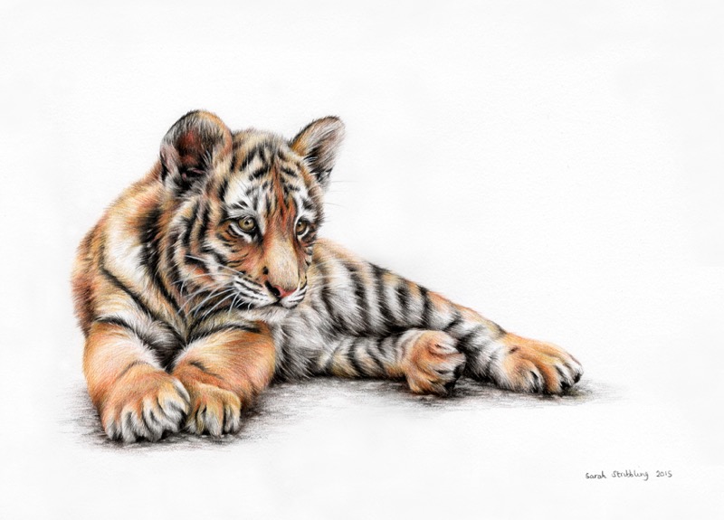 Tiger Pencil Drawing