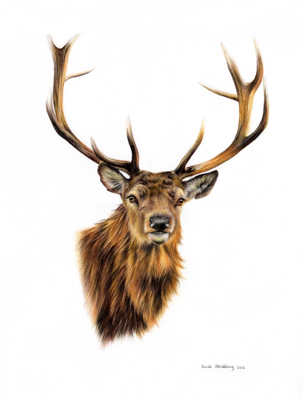 Stag White Background