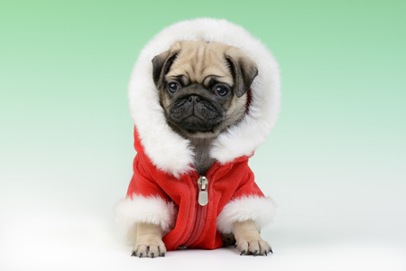 Christmas Pug C613