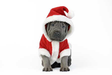 Christmas Shar Pei C614