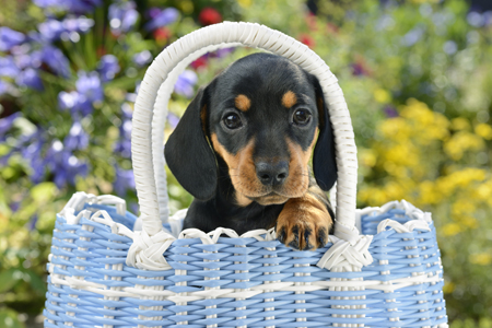 Dachsund Puppy DP1118