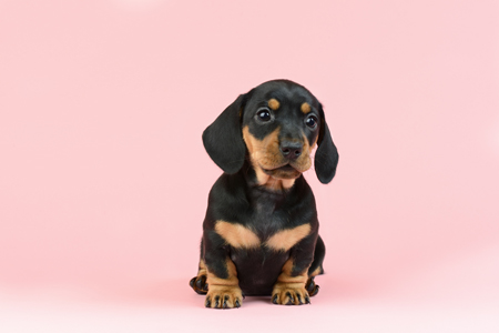 Dachsund Puppy DP1119