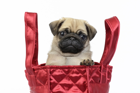 Pug Puppy DP1077