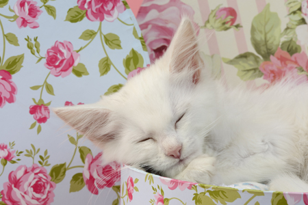 Sleeping White Kitten CK592