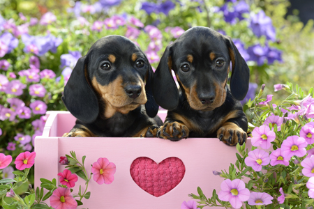 Two Dachsund Puppies DP1117