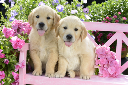 Two Golden Retriever Puppies DP1121