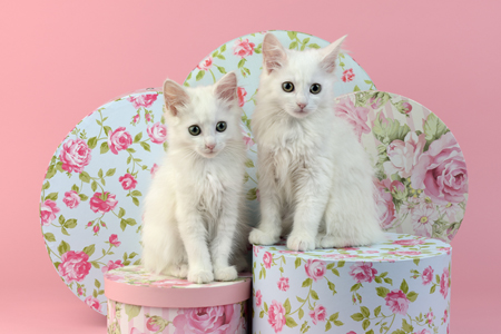 Two Kittens CK590