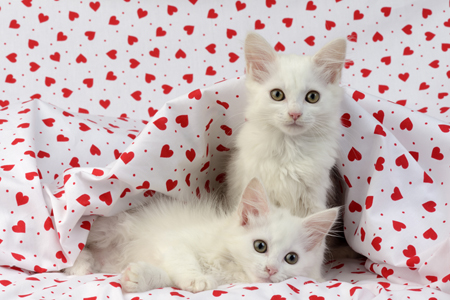 Two White Kittens CK589