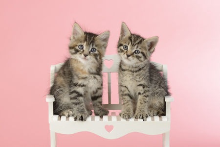 Valentine Kittens CK529