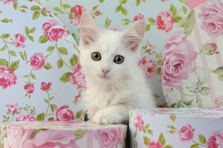 White Kitten CK591