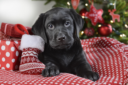 Christmas Black Labrador Puppy C616