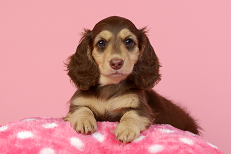 Dachsund Puppy Pink DP1127