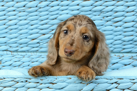 Dachsund Puppy DP1129