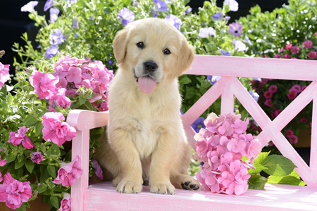 Golden Retriever Puppy DP1122