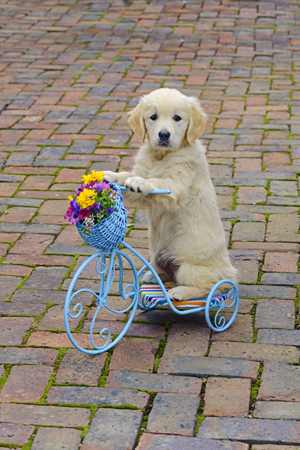 Golden Retriever Puppy